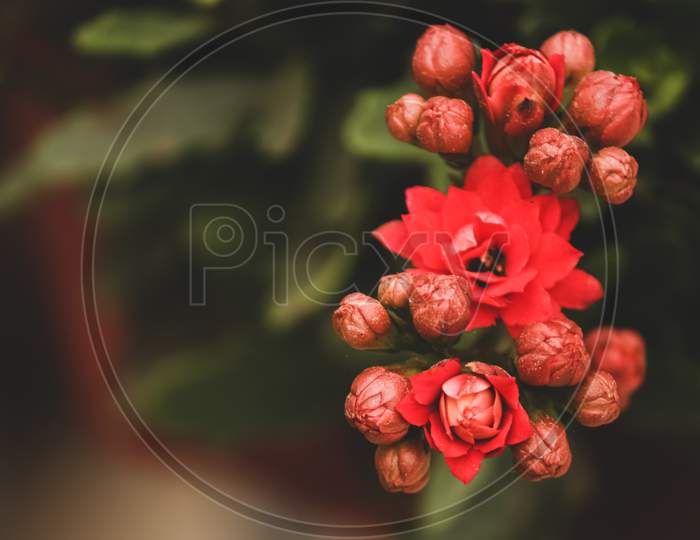 close up of Japanese red quince flower with a green background