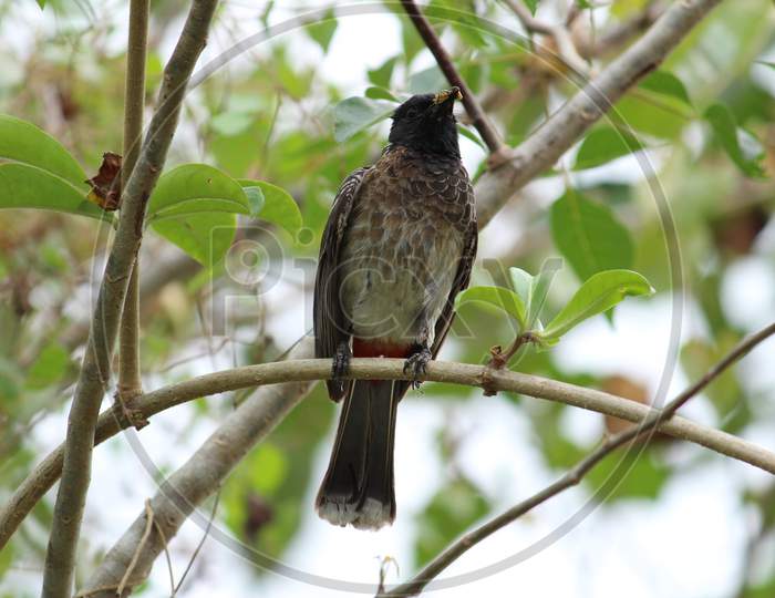 One Red Vented Bulbul Bird Or One Bird Sitting On The Tree Or Tree Branch On The Morning With White Background