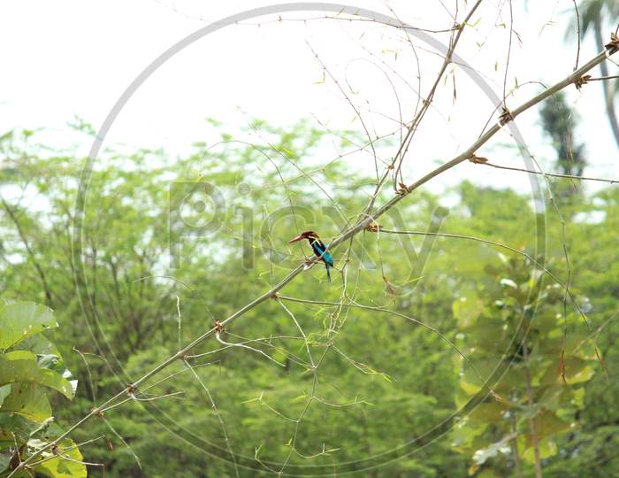 The White-Throated Kingfisher (Halcyon Smyrnensis) Also Known As The White-Breasted Kingfisher Sitting On The Tree