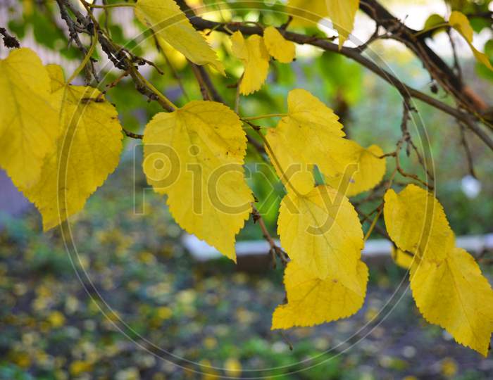 Bright yellow and green large autumn leaves of mulberry hanging on the branches of a large tree.