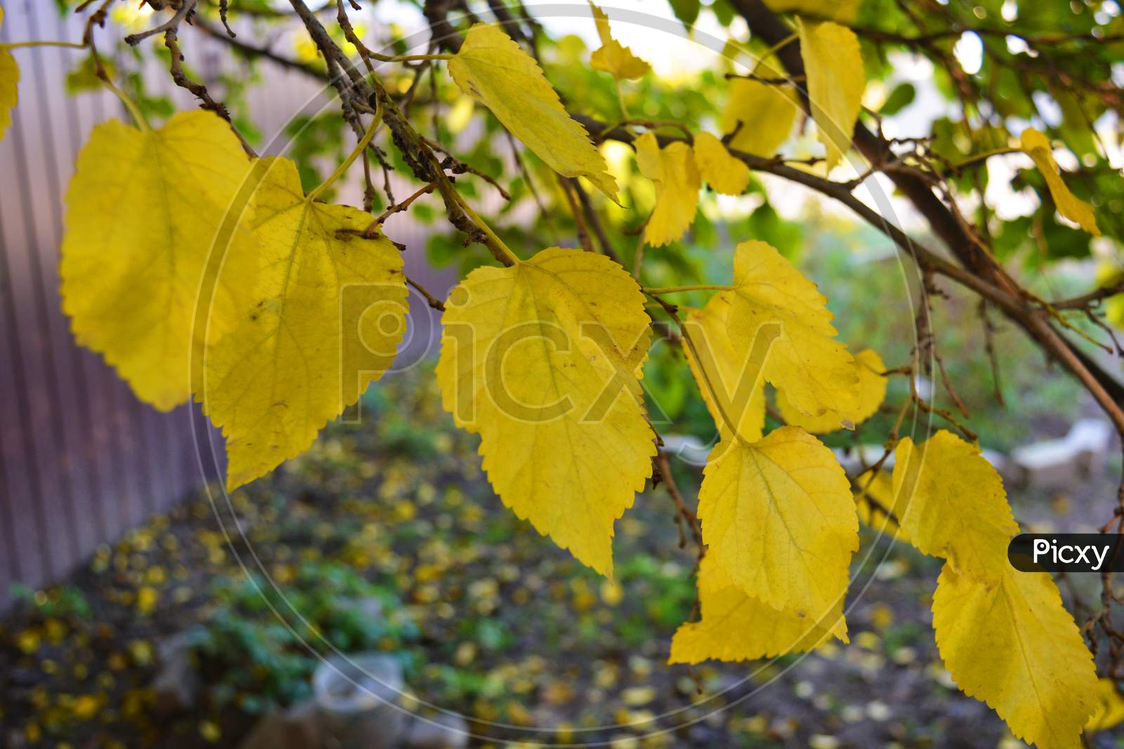 Bright yellow and green large autumn leaves of mulberry hanging on the branches of a large tree.