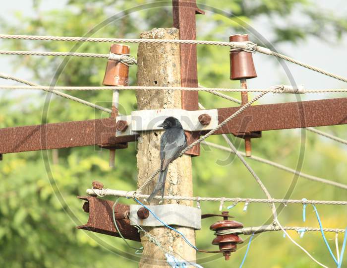 Black Drongo Bird With Two Tails Sitting On Electric Line Or Electric Post On The Morning