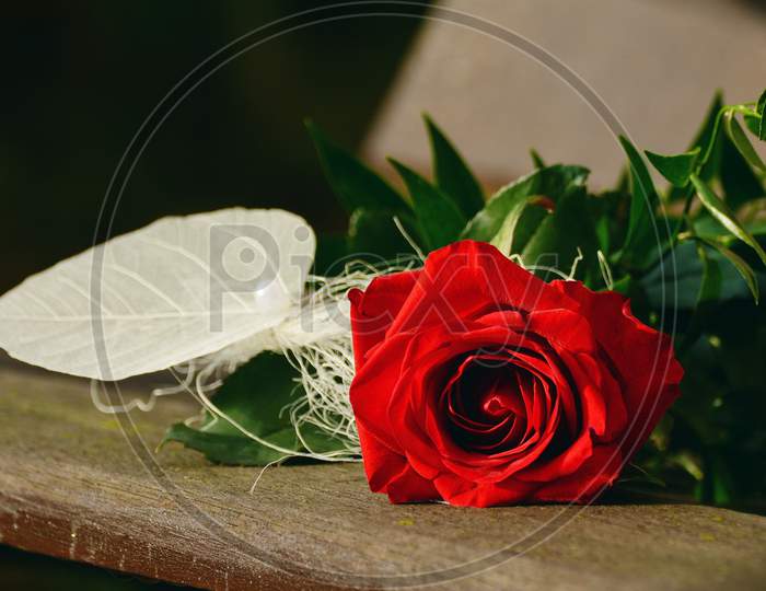 Rose  Red Rose  Birthday  Greeting  Valentine's Day