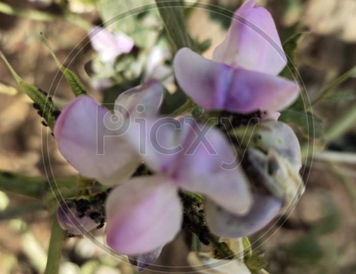 Beans Flower