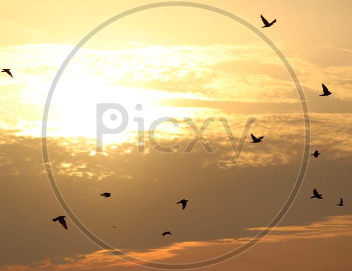 Doves Are Flying In The Beach. Elliot'S Beach / Besant Nagar Beach Chennai.
