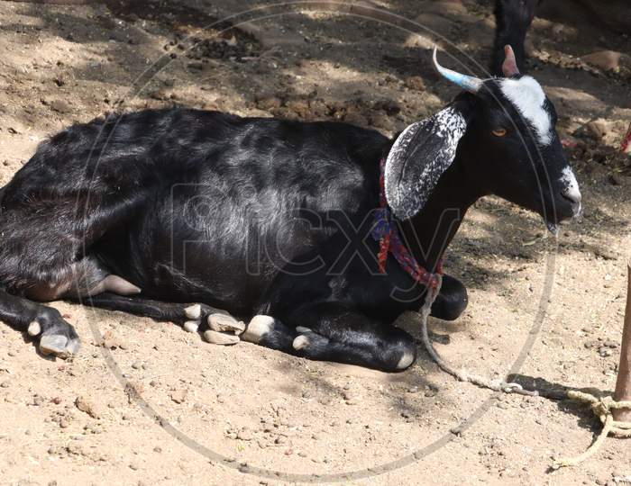 Beautiful black goat sitting on the ground