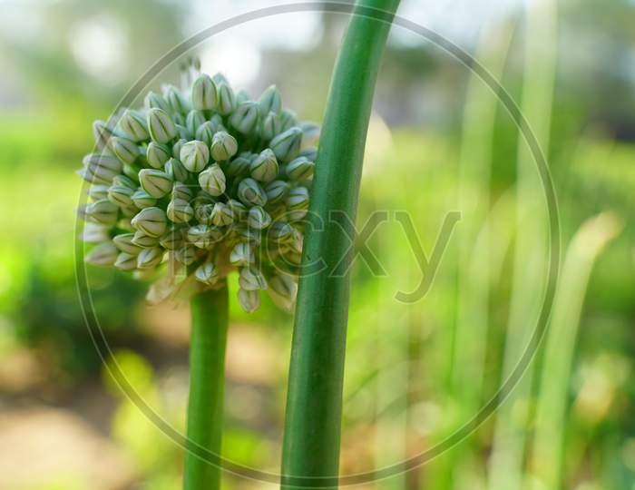 The Flower Arrow Of The Onion Or Allium Cepa, Hollow, Swollen, Ends In A Multi-Flowered Umbrella Inflorescence. Flowers On Long Filament.