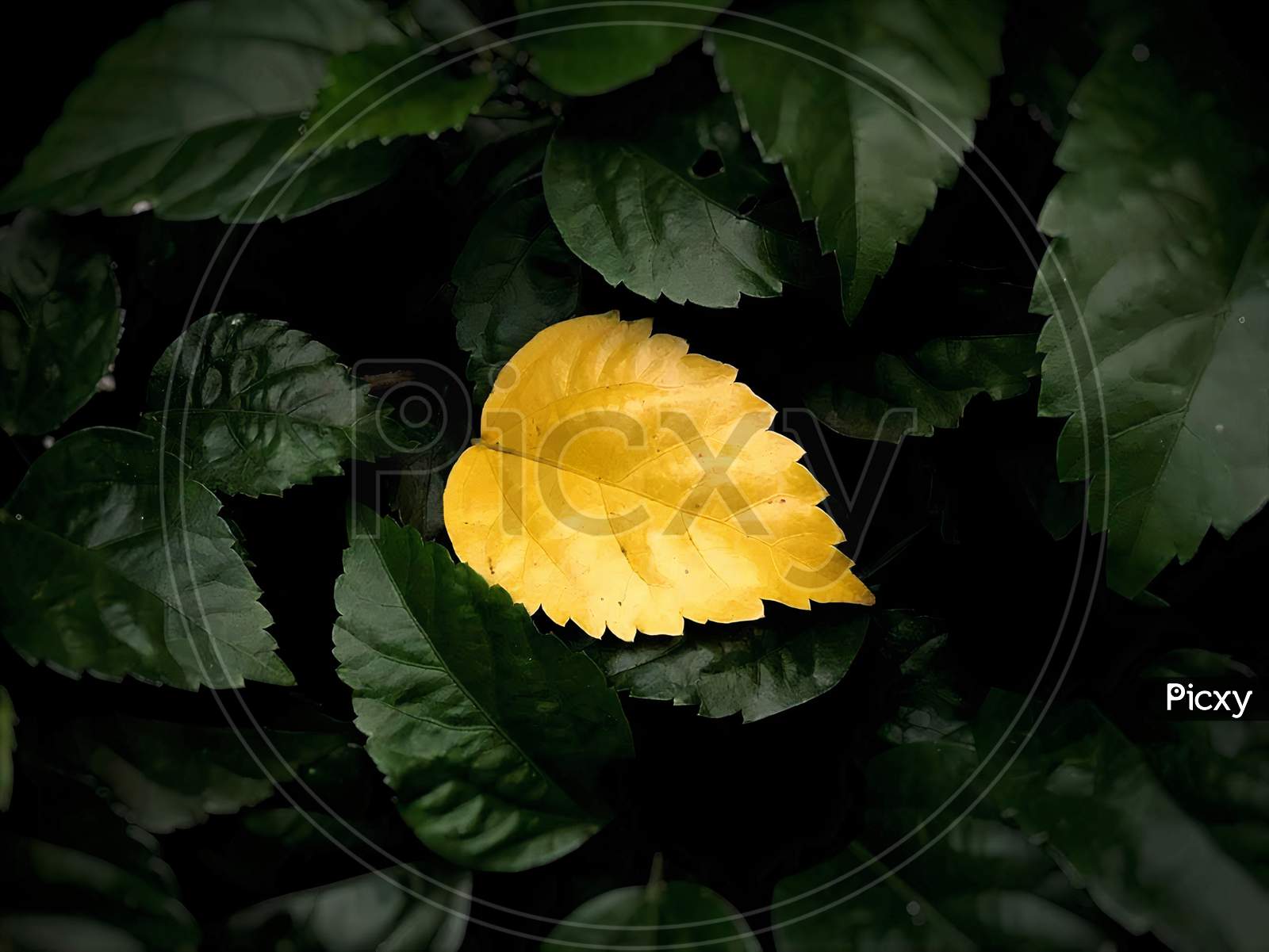 A bright yellow leaf on top of green leaves