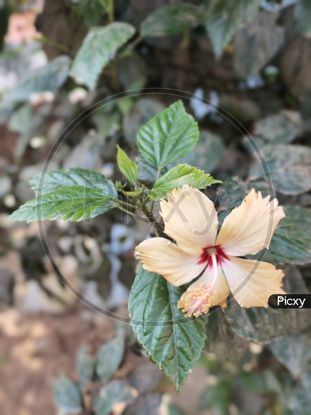 hibiscus flower with leaf