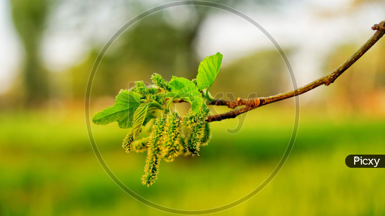 Mulberry Fruits With Leaves. Fast Growing, Small To Medium Sized Mulberry Tree Flowers With Green Leaves With Attractive Green Background.