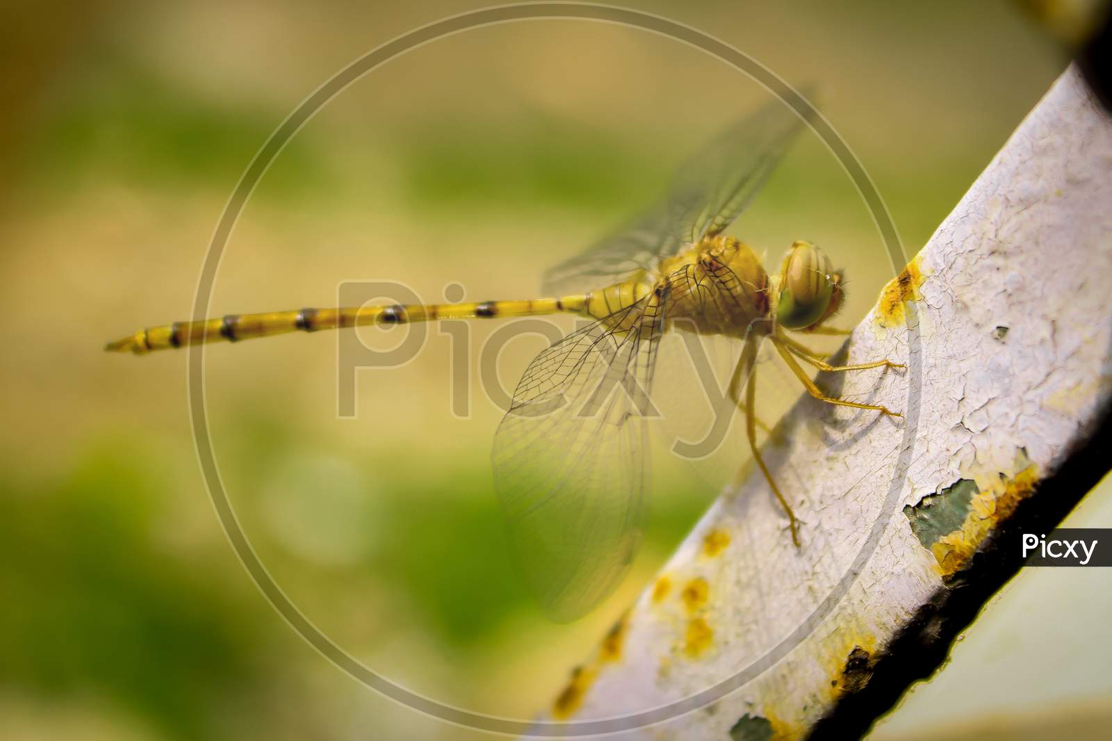 Dragonfly Macro Photography