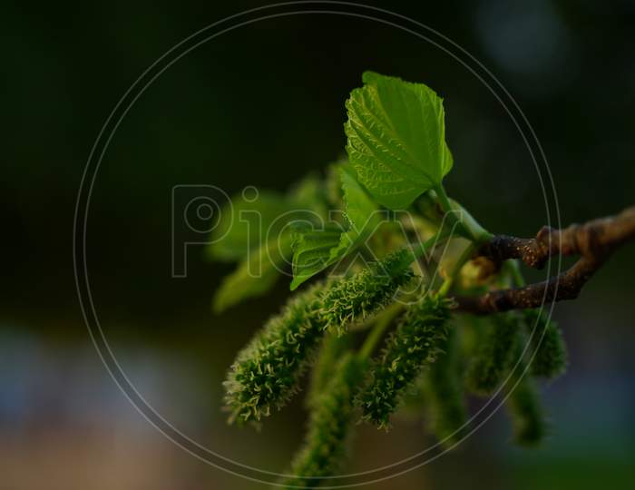 Green Mulberry Plant Closeup. Mulberry Native To Eastern And Central North America. Morus Plant Flowers.