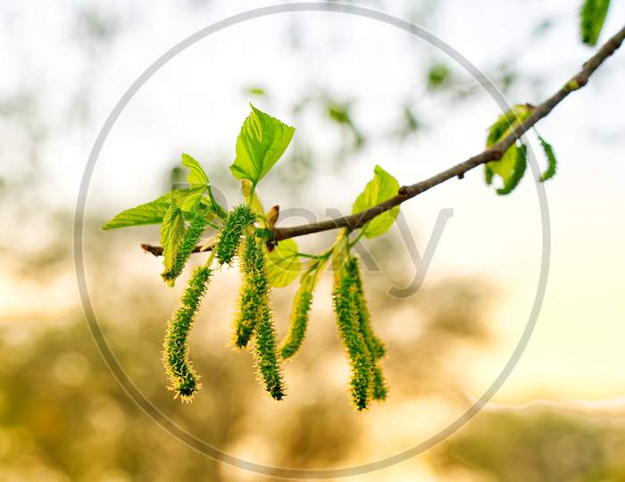 Highly Nutrient And Fiber Source Of Green Morus Fruits. Fruit With Green Leaves. Isolated Shot Of Mulberry Branch Swing In Air.