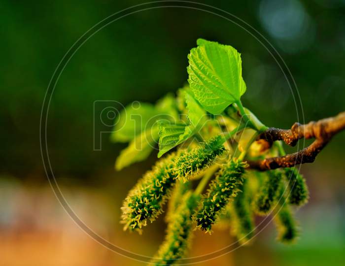 Fruits And Green Leaves Of Mulberry. Morus Rubra, Commonly Known As The Red Mulberry, Is A Species Of Mulberry Native To Eastern And Central North America.