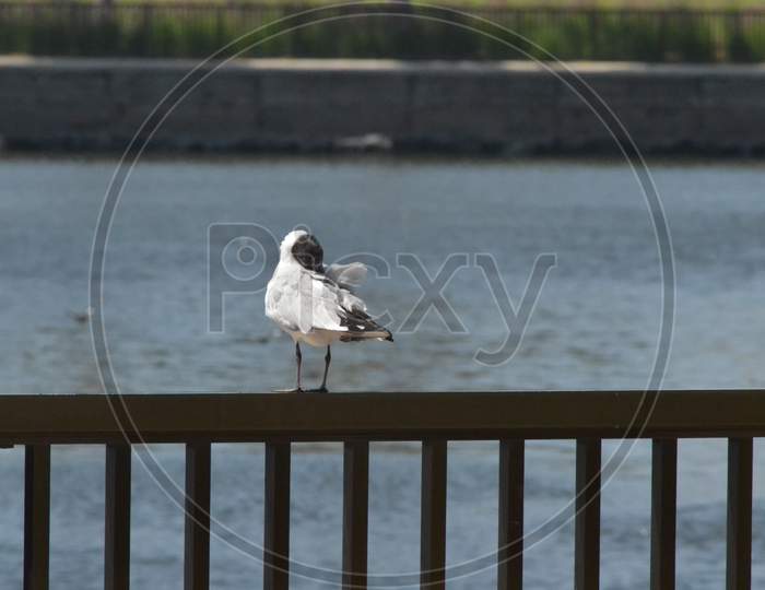 seagull on beach side