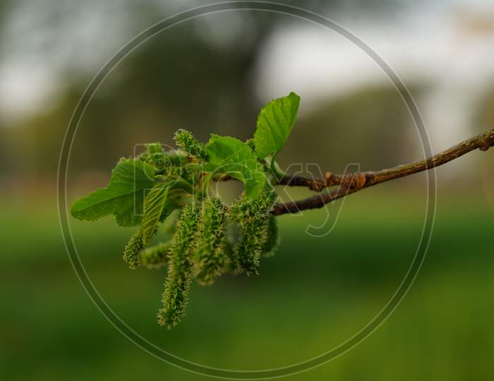 Edible Acidic Fruits On Mulberry Branch. Wild Morus Plant Unripe Flowers With Attractive Greenish Fruits.