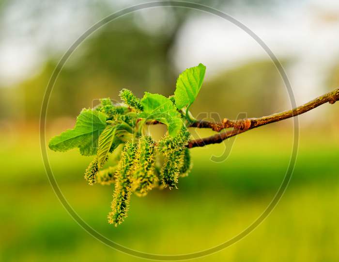 Mulberry Fruits With Leaves. Fast Growing, Small To Medium Sized Mulberry Tree Flowers With Green Leaves With Attractive Green Background.