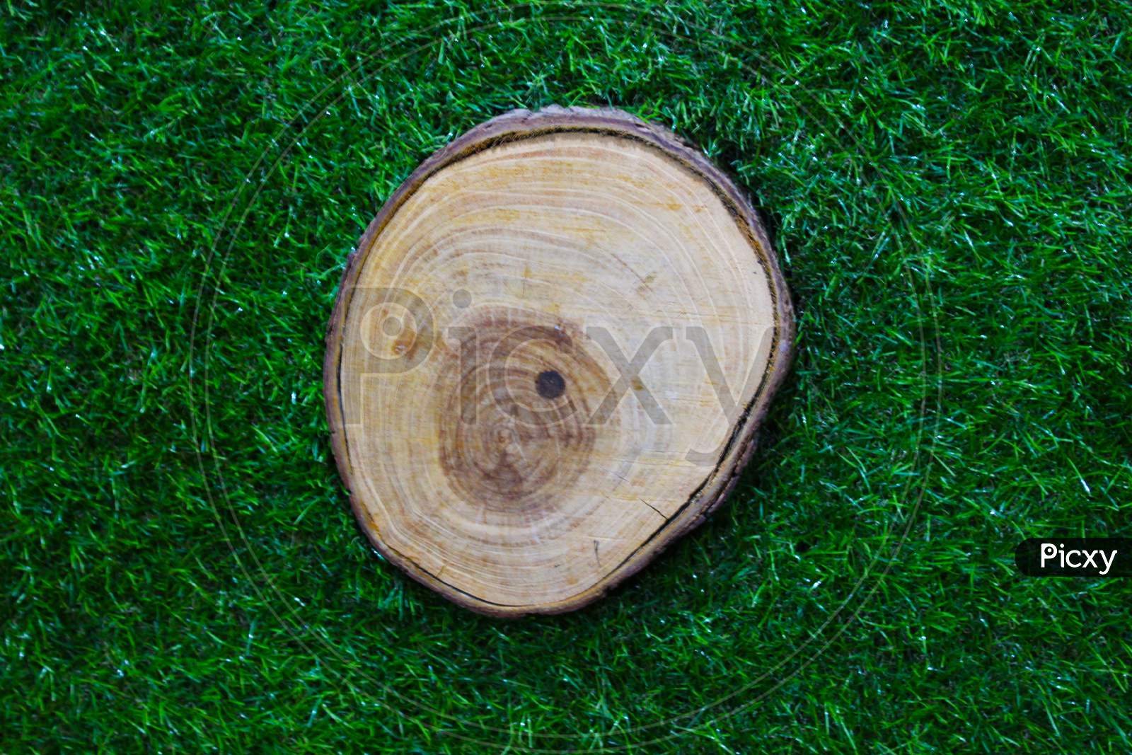 Stump On Green Grass In The Park