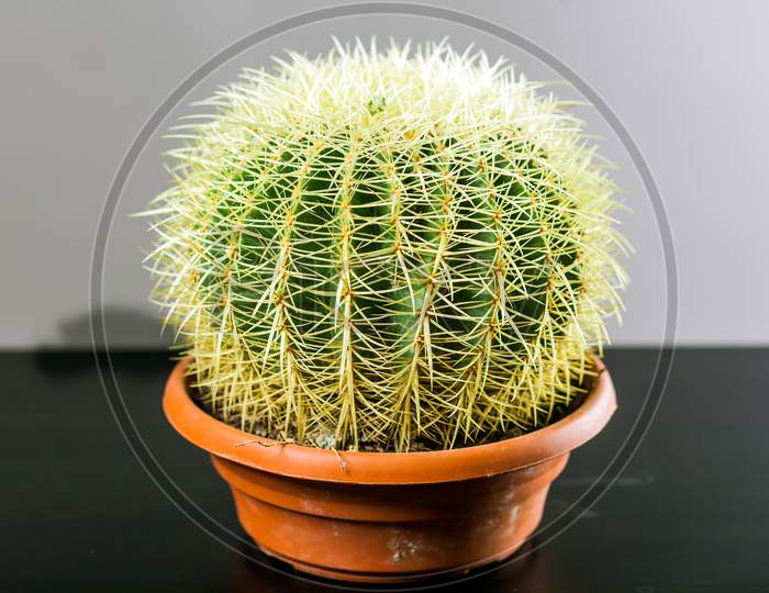 Big Green Cactus
