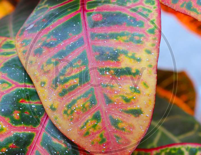Closeup Croton Codiaeum Variegatum Colorful Leaf For Natural Background.
