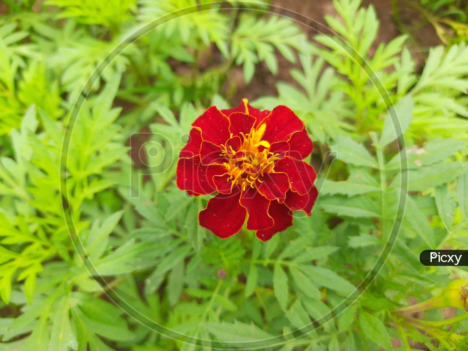 The French marigold flower.