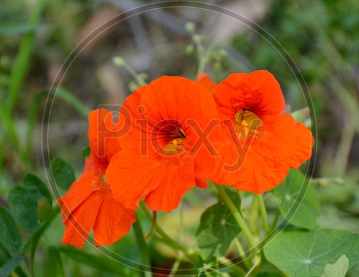 Bunch The Orange Nasturtium Flowers With Vine And Green Leaves In The Garden.