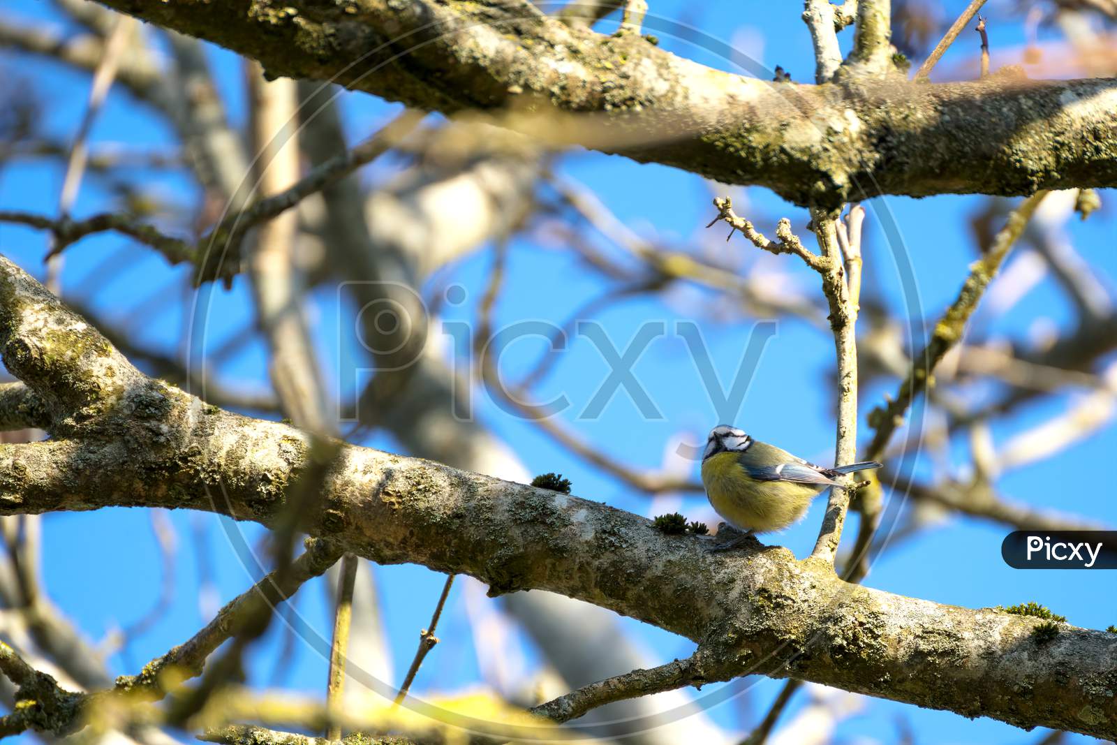 Blue Tit Perching On A Branch In The Early Morning Spring Sunshine