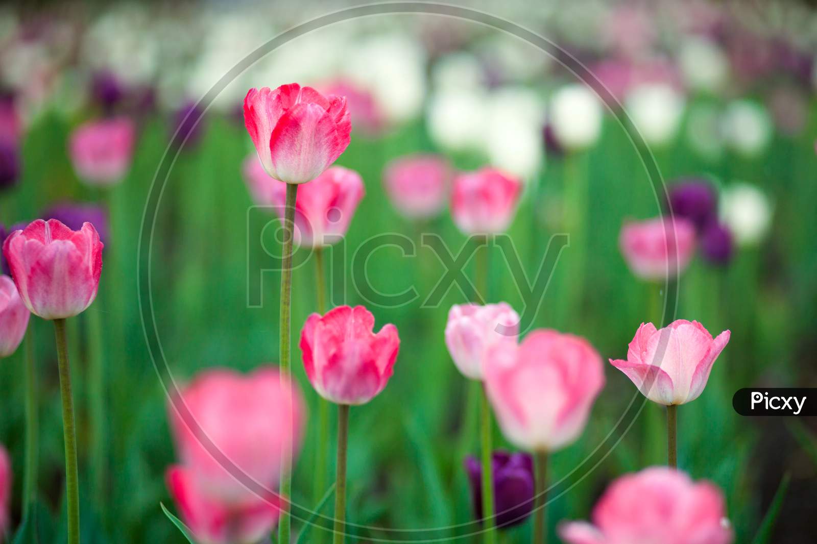 Close-Up Of A Field Of Pink And Spruce Tulips