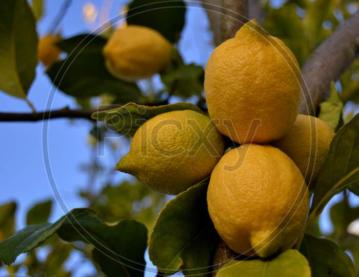 Bunch Of Lemons On A Lemon Tree