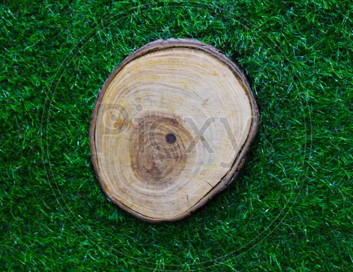 Stump On Green Grass In The Park