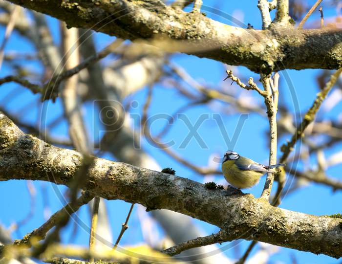 Blue Tit Perching On A Branch In The Early Morning Spring Sunshine