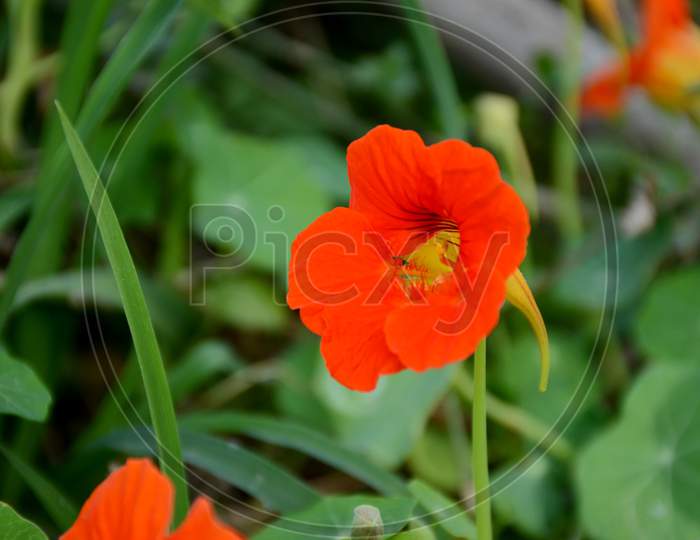 The Orange Nasturtium Flowers With Vine And Green Leaves In The Garden.