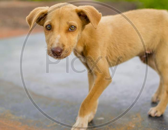 Brown Colored Homeless Stray Puppy Dog Portrait With Selective Focus.