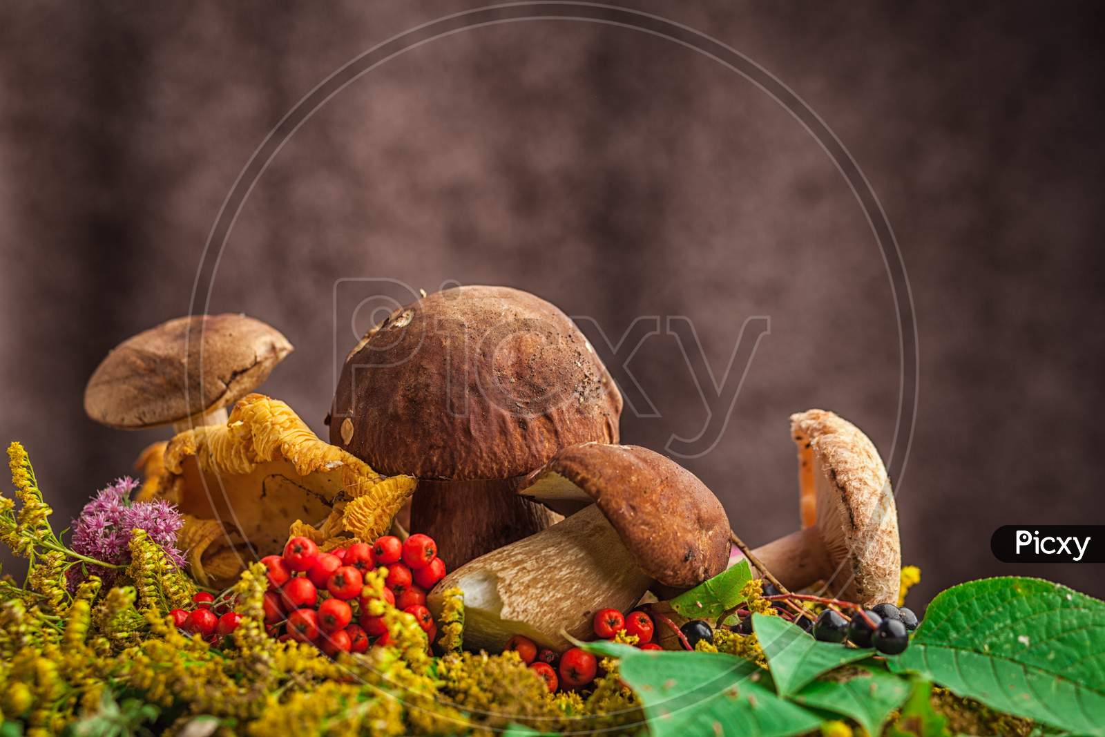 A Beautiful Still-Life From Natural Large White Mushrooms, Orange Leaves Of Mountain Ash, Green Leaves, Paportnikov And Other Gifts Of The Forest. Autumn Still Life Of Mushrooms