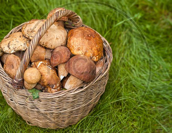 Autumn Still Life Of Mushrooms