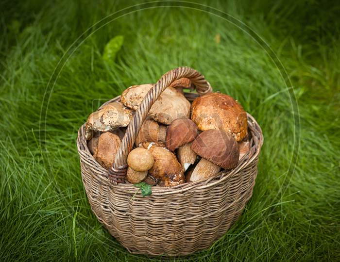 Autumn Still Life Of Mushrooms