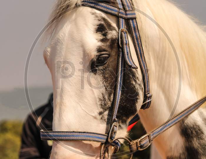 Beautiful White Horse Head