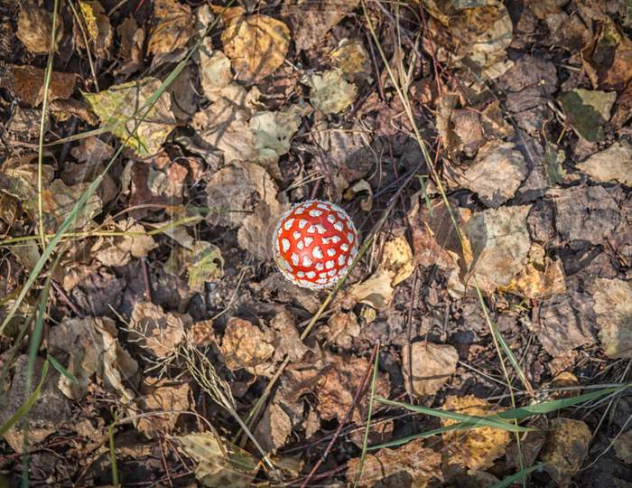 Large Mushroom Amanita With A Red Hat