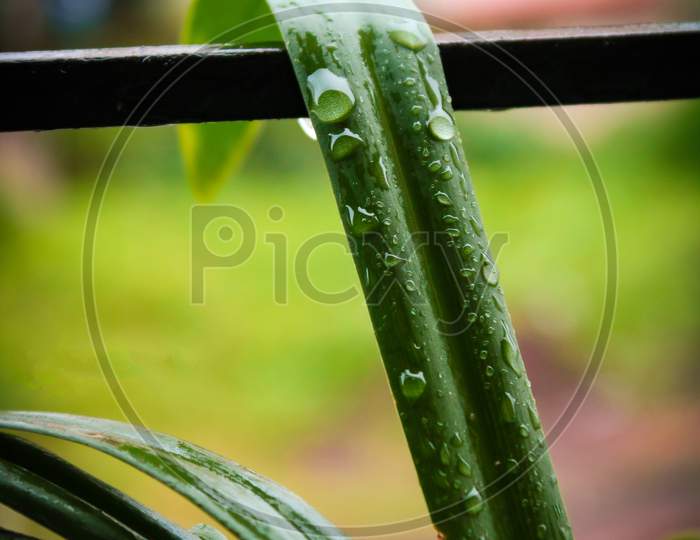 HD wallpaper: water droplets on green leaf, Raindrops, panasonic, macro, close up, spheres, nature