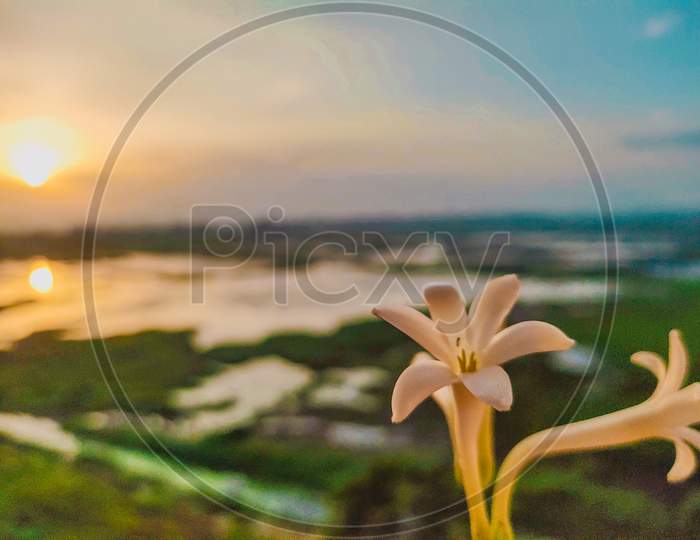 Lilly Flower With Early Morning Sunrises
