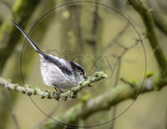 A long-tailed tit sitting on a branch of a tree at the Mönchbruch pond in a natural reserve in Hesse Germany.