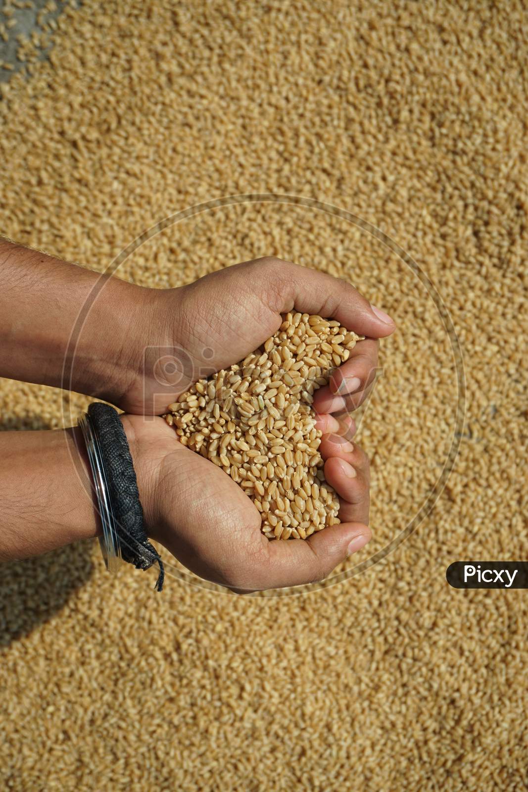 In Both Hand Holding The Food Grain And In Heart Shape - Wheat