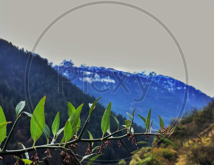 a plant branch in mountains