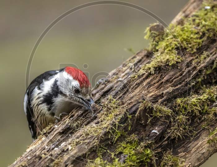 A woodpecker in a little forest next to the Mönchbruch pond looking for food.