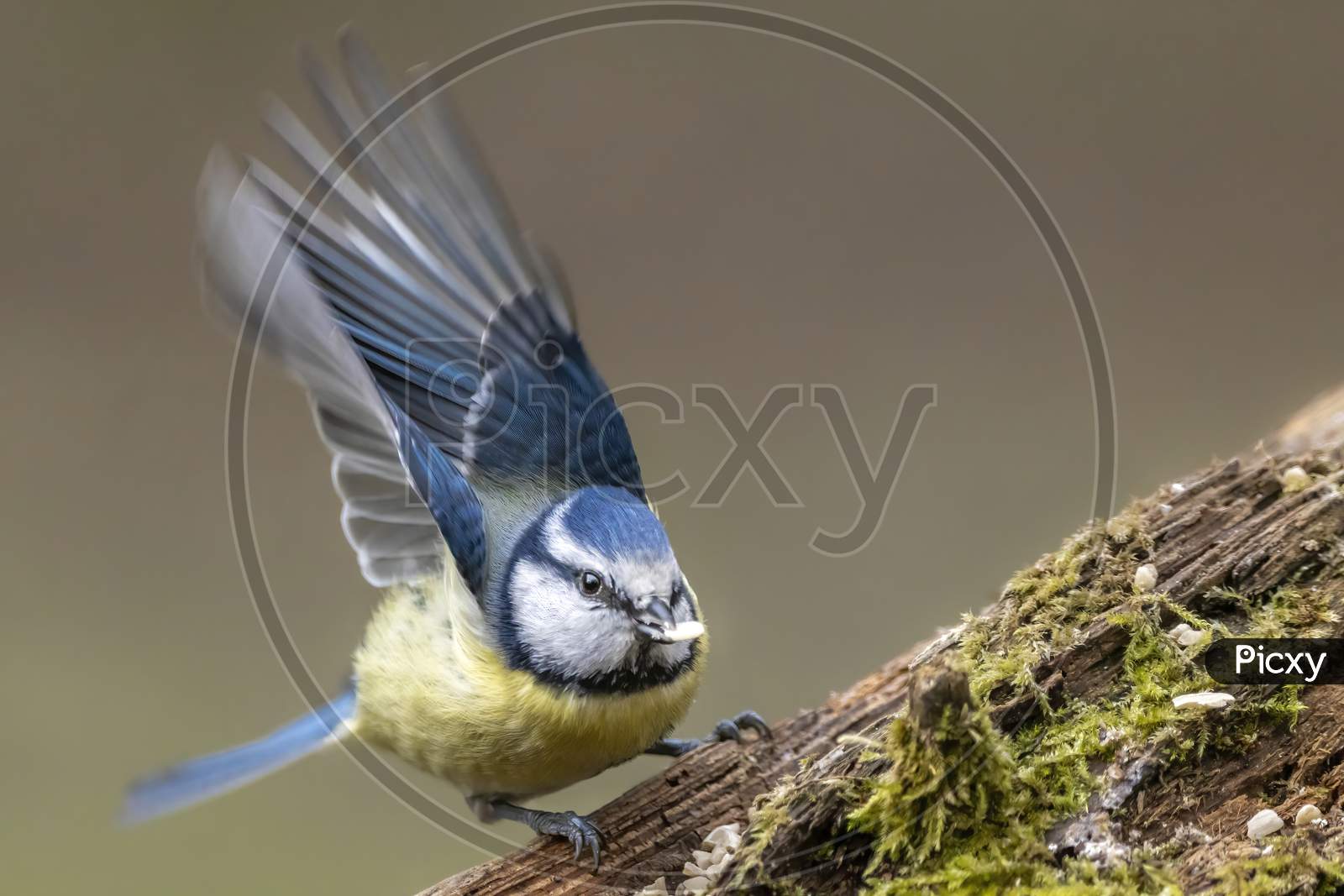 Blue tit at a feeding place at the Mönchbruch pond in a natural reserve in Hesse Germany. Looking for food in winter time.