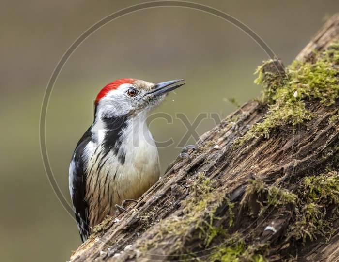 A woodpecker in a little forest next to the Mönchbruch pond looking for food.