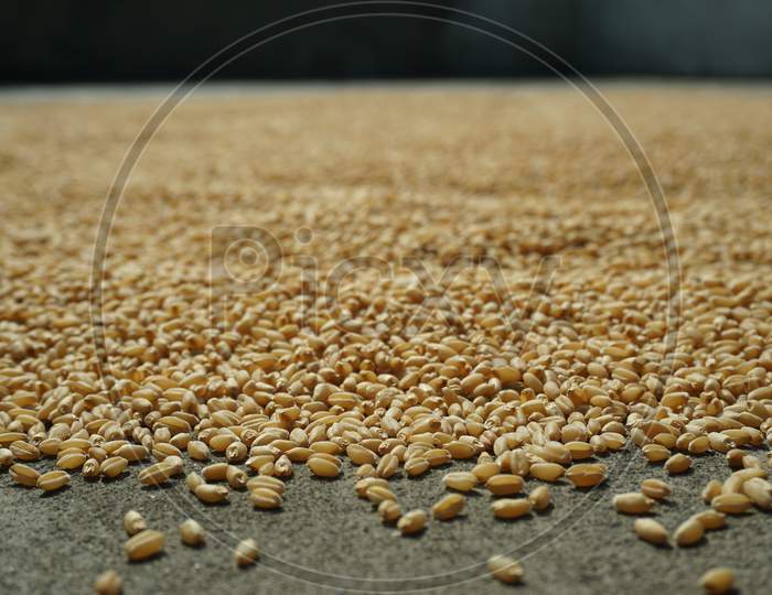 Wheat Grain Are In The Floor For Keeping The Dry Through Sunlight