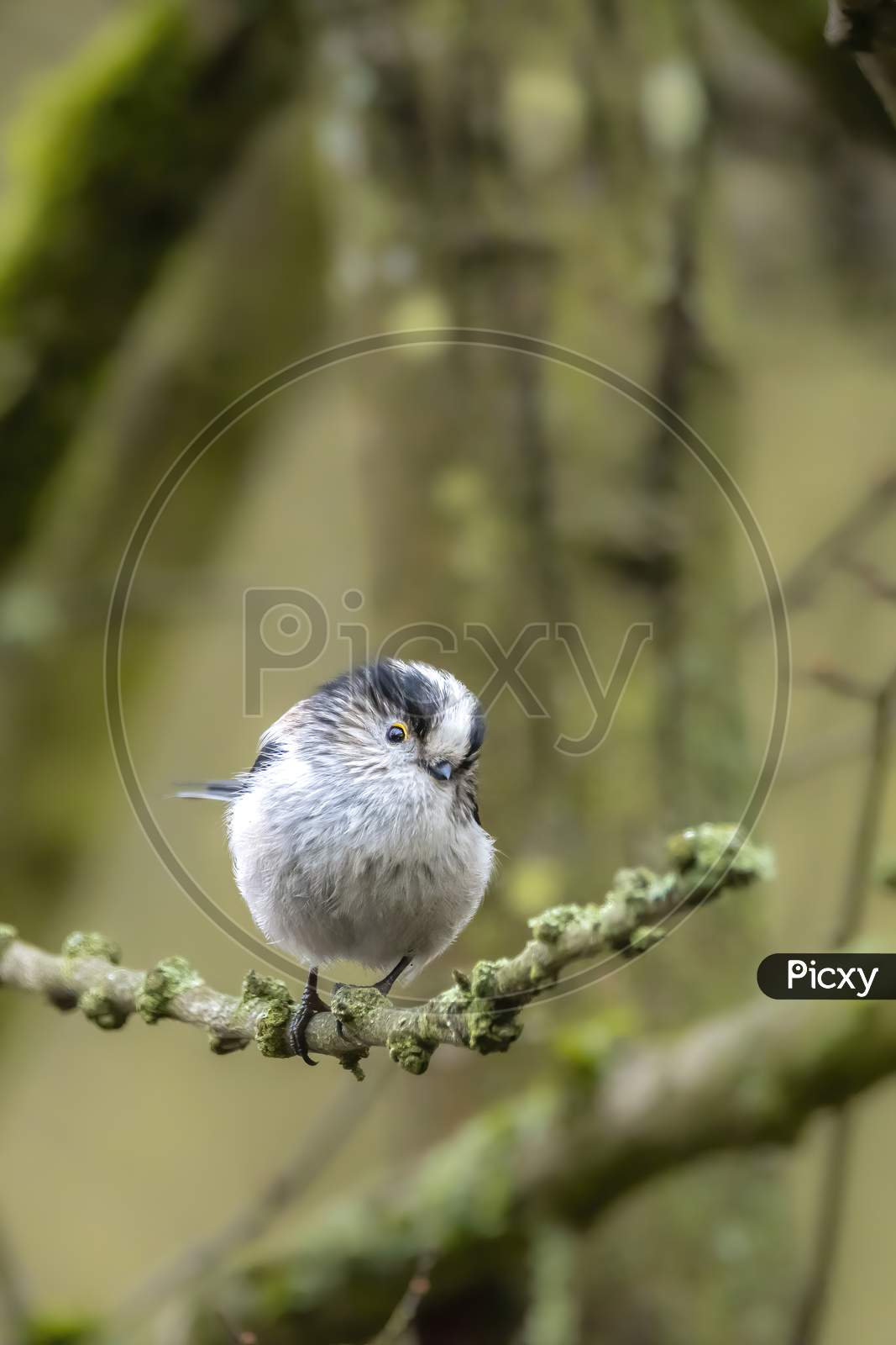 A long-tailed tit sitting on a branch of a tree at the Mönchbruch pond in a natural reserve in Hesse Germany.