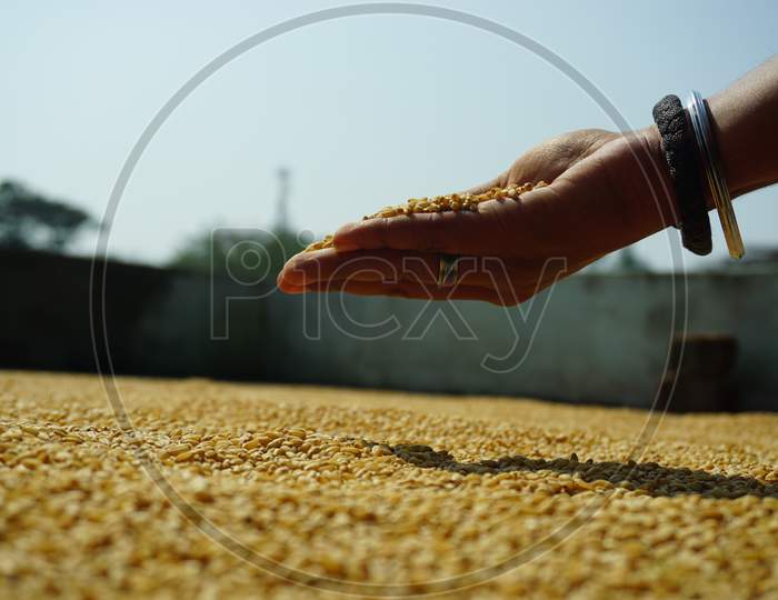 Wheat Grain In The Hand Floating In Air