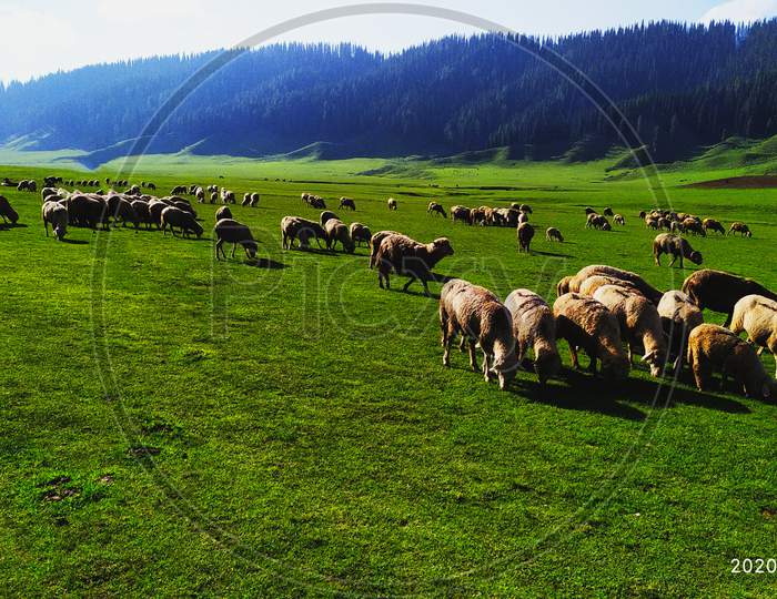 Sheep grazing the green turf